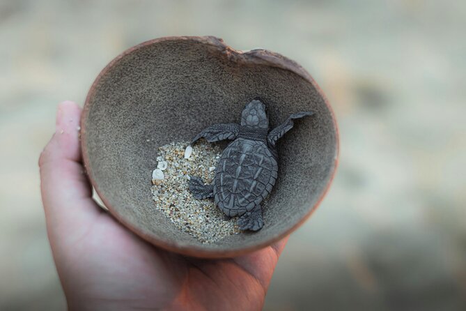 Bali Horse Riding and Turtle Release at Saba Beach - Is $64 a fair price?