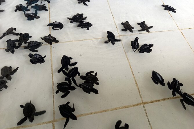 Bali Horse Riding and Turtle Release at Saba Beach - Who will enjoy this day most?
