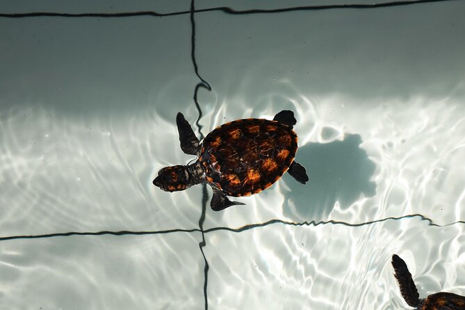 Bali Horse Riding and Turtle Release at Saba Beach - Saba Beach on horseback