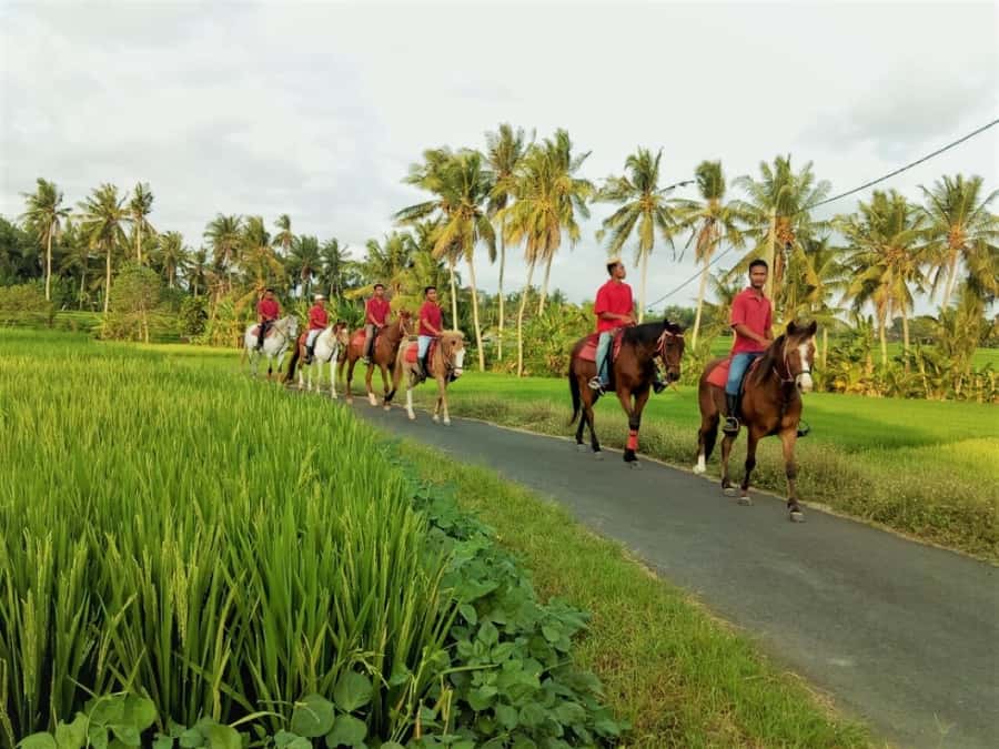 Bali: Horse Riding on Pigstone Beach and in the Rice Fields - FAQ