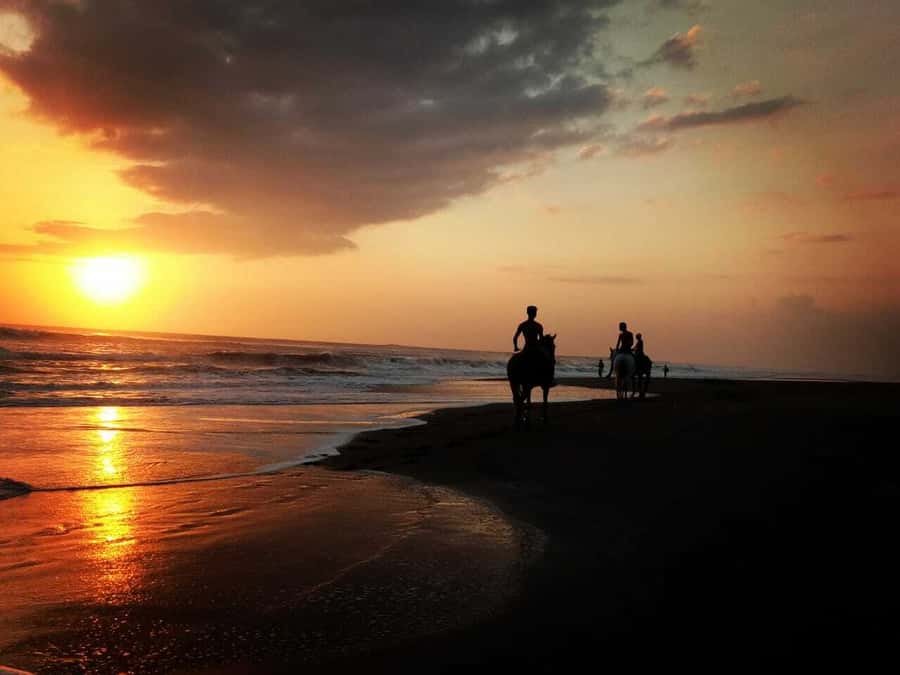 Bali: Horse Riding on Pigstone Beach and in the Rice Fields - What the Rice Field Route Adds