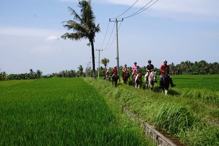 Bali: Horse Riding on Pigstone Beach and in the Rice Fields - Who Will Enjoy This Ride Most