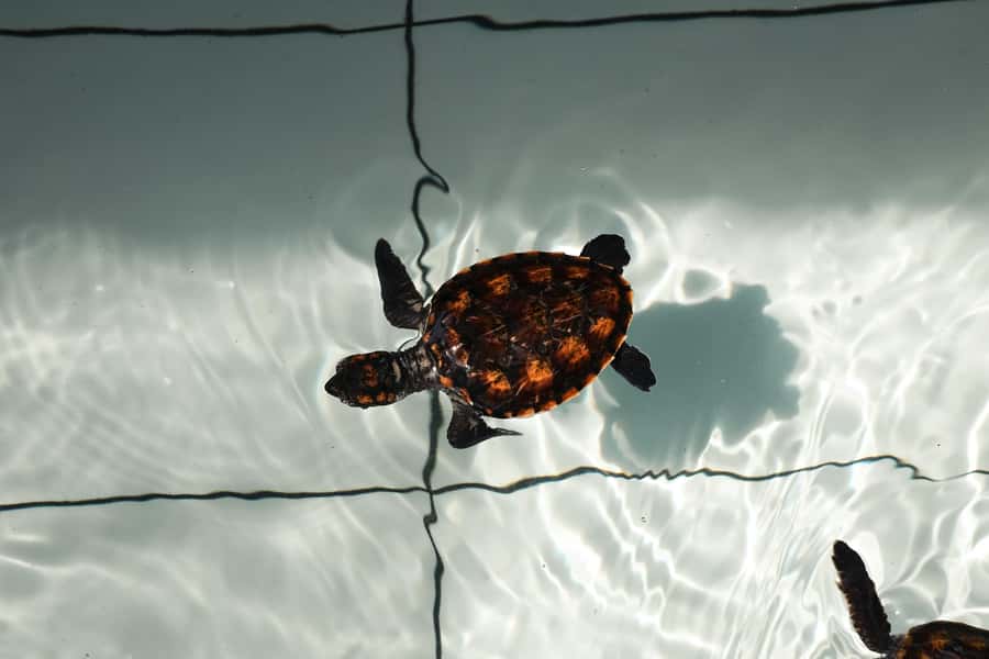 Bali: Horse Riding & Turtle Release Experience at Saba Beach - Key points before you book