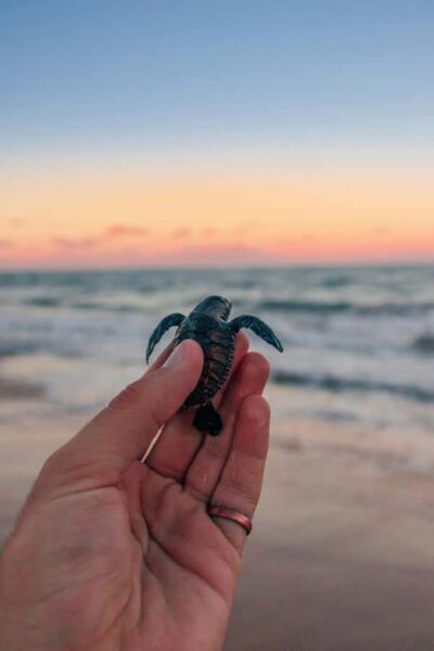 Horse Riding & Turtle Release Experience at Saba Beach