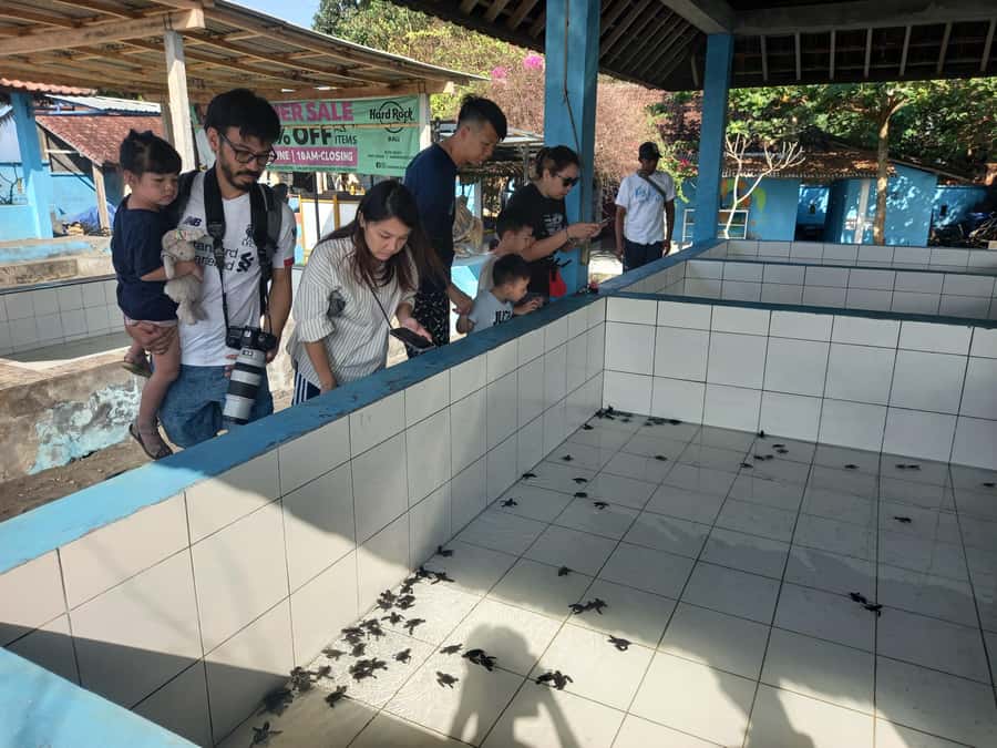 Bali: Horse Riding & Turtle Release Experience at Saba Beach - Who will enjoy this day most?