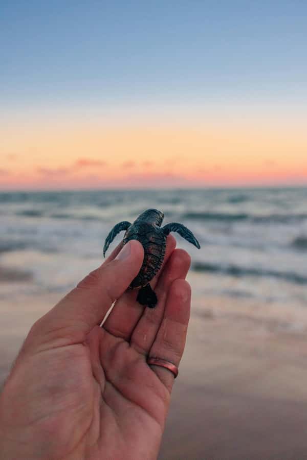 Bali: Horse Riding & Turtle Release Experience at Saba Beach - Saba Beach on horseback