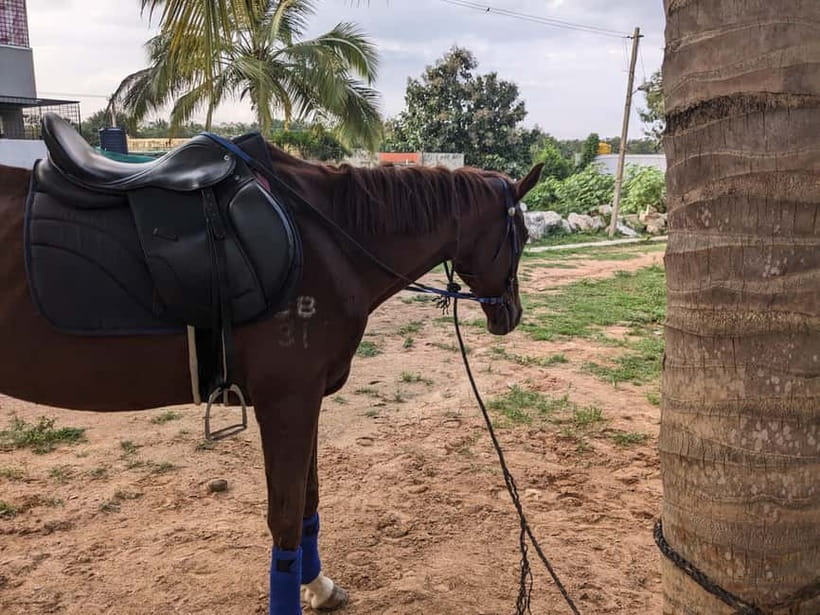 Bangalore: Horse Riding Safari Tour - Meeting your horse before the ride