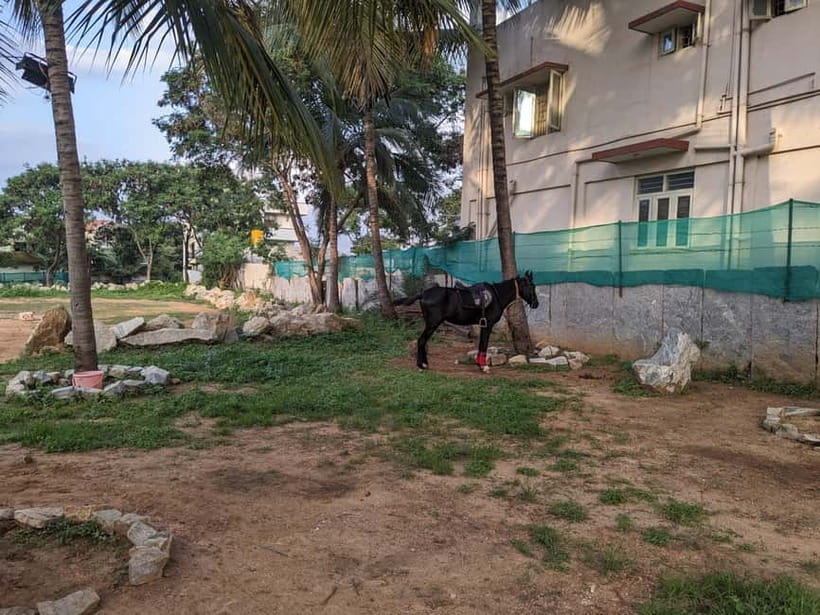 Bangalore: Horse Riding Safari Tour - Is $120 per person a fair price?