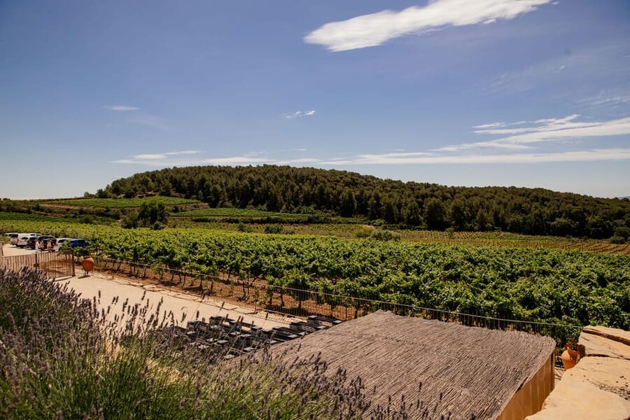 Barcelona: Vineyard Horseback Riding & Wine Tasting + Tapas - Should you book the Penedès horseback and wine tour?
