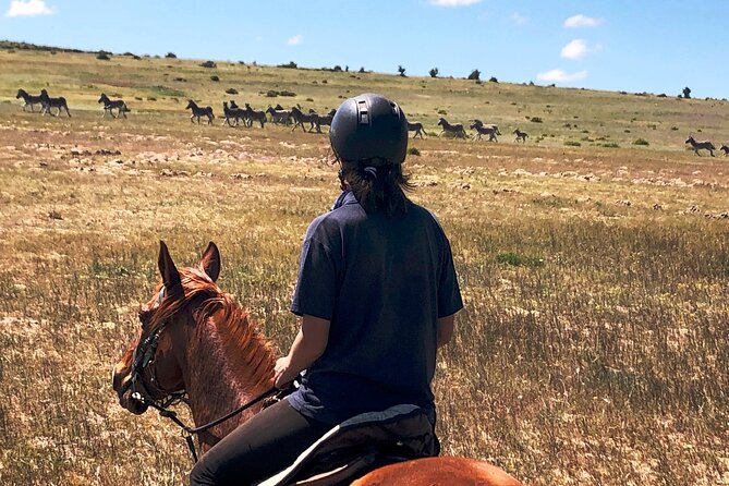 Beach Horse Ride in Yzerfontein, Western Cape - How much value do you get for $37.50?