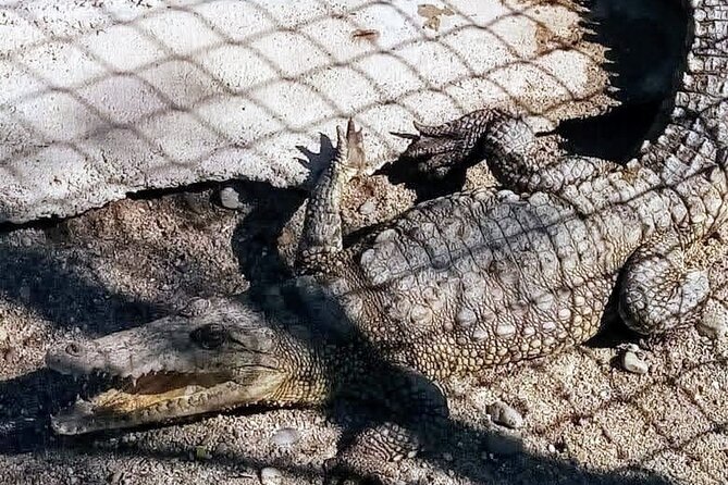 Boat Ride-Gentle Beach Beach Horseback Ride+Lunch-Crocs-Turtles - Is $124.25 a fair price?