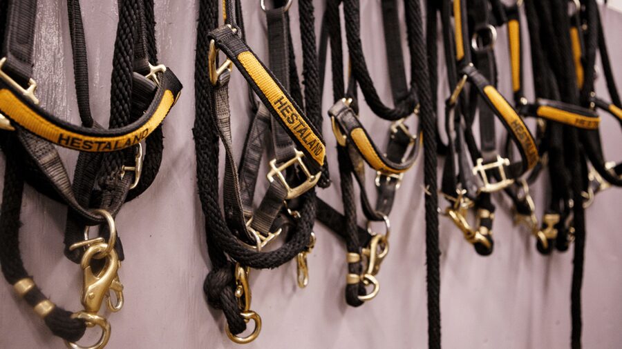 Borgarnes: Horseback Riding Tour with Prep Lesson - A gentle introduction to Iceland on horseback