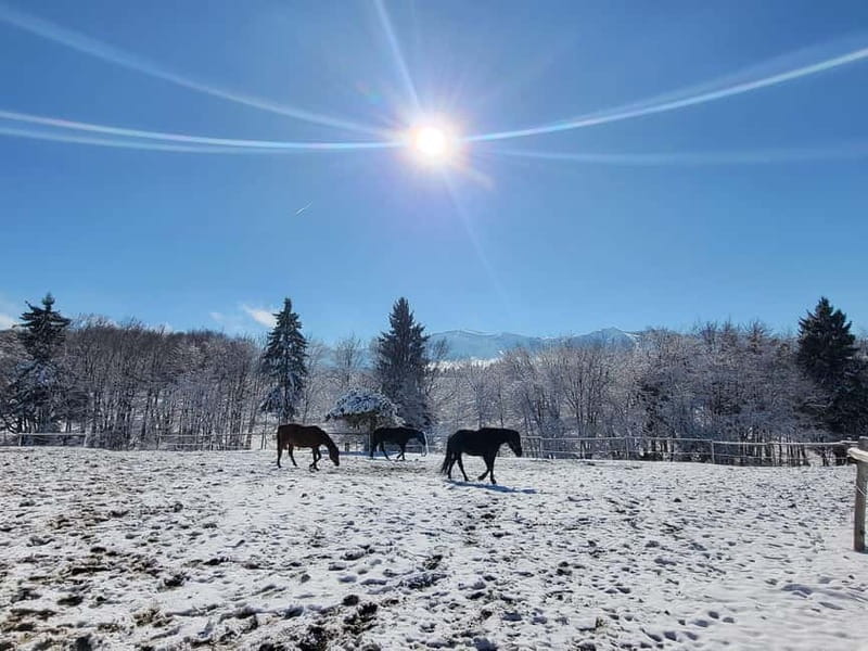 Borovets: Horse Riding Experience - More than a ride: the ranch atmosphere