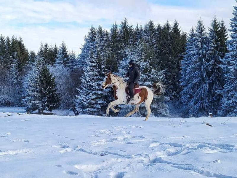 Borovets: Horse Riding Experience - Who will enjoy this Borovets horse ride?