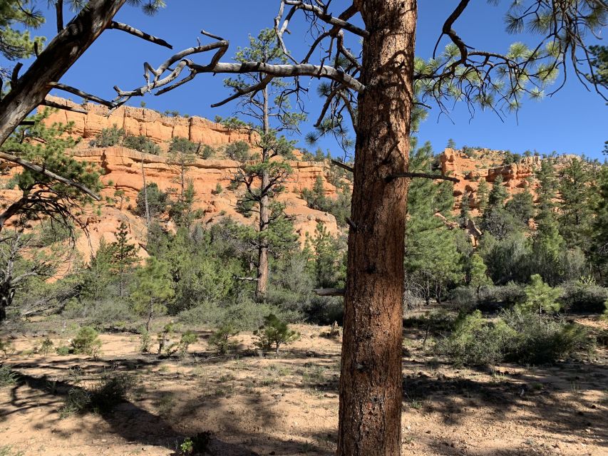 Bryce Canyon City: Horseback Riding Tour in Red Canyon - Why this Red Canyon ride feels different from a scenic drive