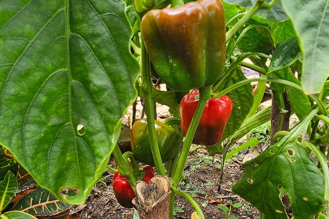Buggy, horse and plantation ranch - From cocoa pod to hot chocolate
