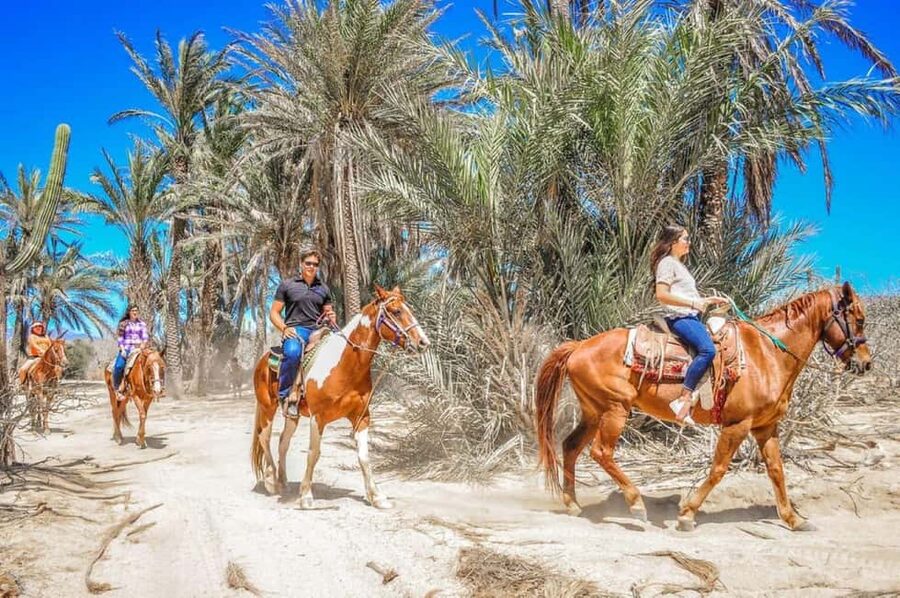 Cabo San Lucas: Horseback Riding on the Beach Experience - Photos, Chapo, and the tequila tasting