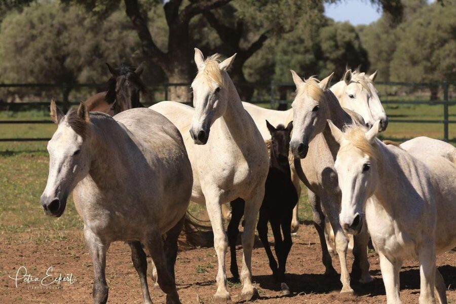 Cadiz: Andalusian Horses and Bulls Country Show - Key points to know before you go