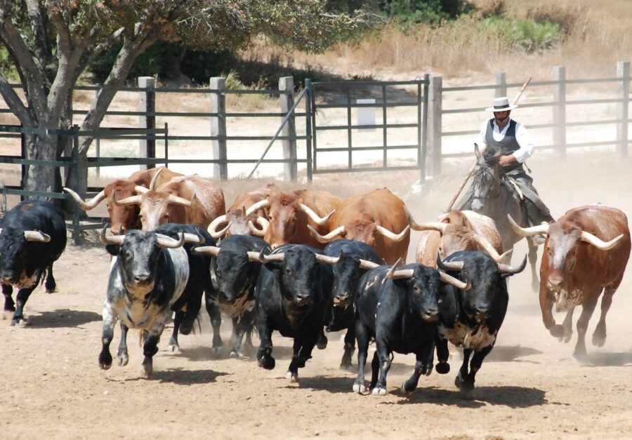 Cadiz: Andalusian Horses and Bulls Country Show - Andalusian horses from the Alvaro Domecq family