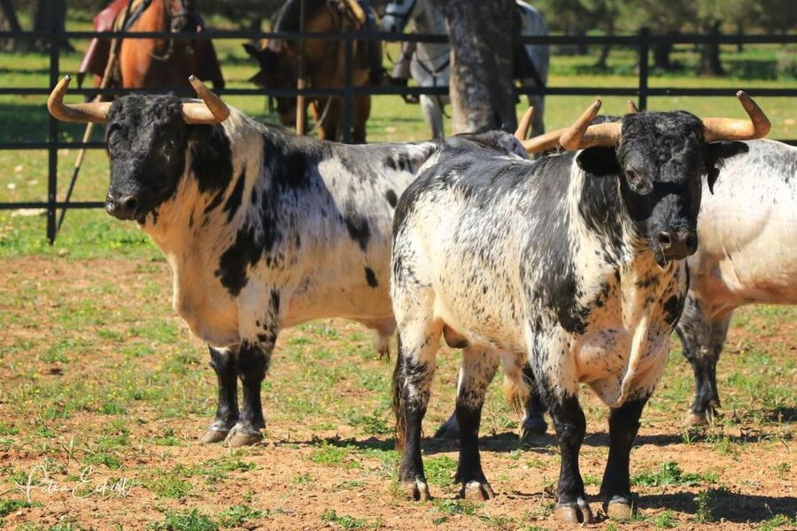 Cadiz: Andalusian Horses and Bulls Country Show - What the 90-minute program feels like
