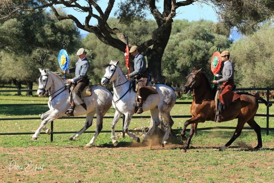 Cadiz: Andalusian Horses and Bulls Country Show - Who should book this ranch show?
