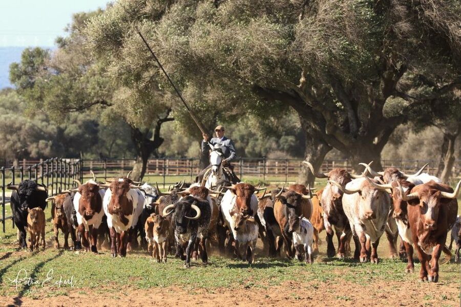 Cadiz: Andalusian Horses and Bulls Country Show - Practical advice for a comfortable visit