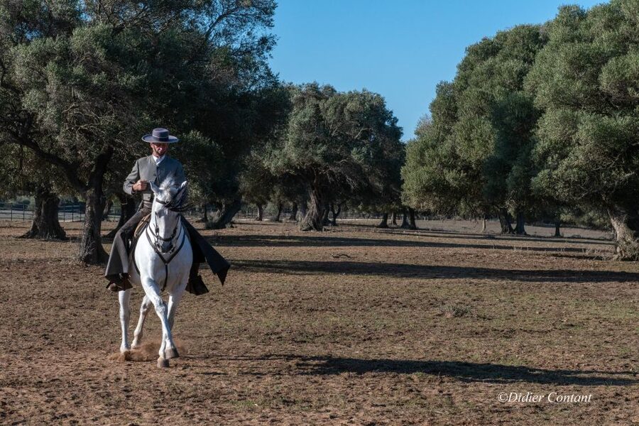 Cadiz: Andalusian Horses and Bulls Country Show - Should you book A Campo Abierto?