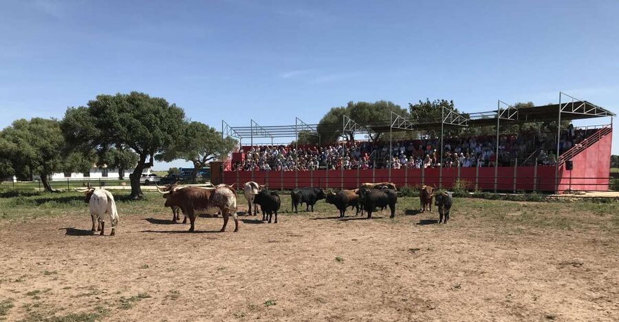 Cadiz: Andalusian Horses and Bulls Country Show - The first look at Torrestrella bulls