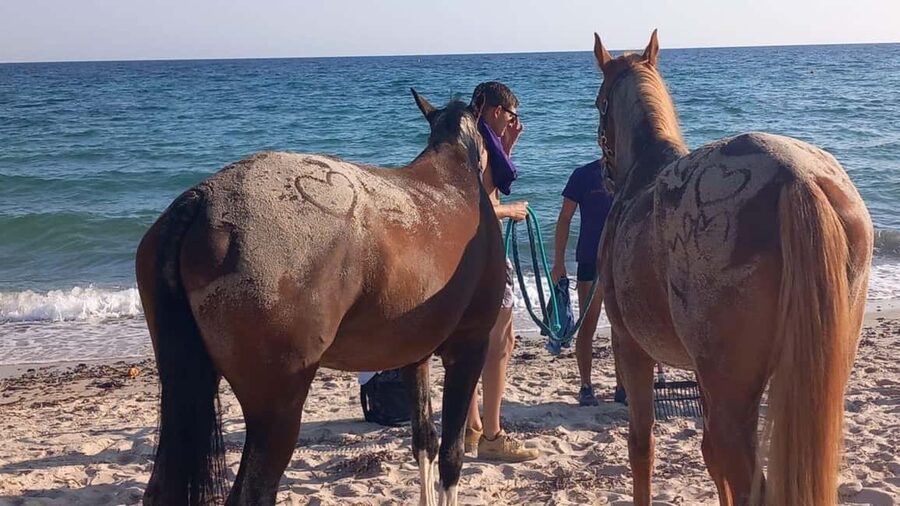 Cagliari: horseback riding with sunrise dive - A sunrise start on Flumini Beach