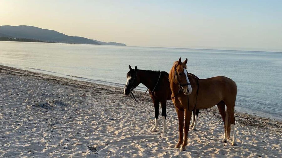 Cagliari: horseback riding with sunrise dive - Entering the sea with your horse