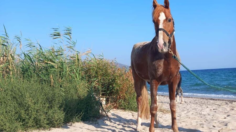 Cagliari: horseback riding with sunrise dive - Safety, guidance, and comfort