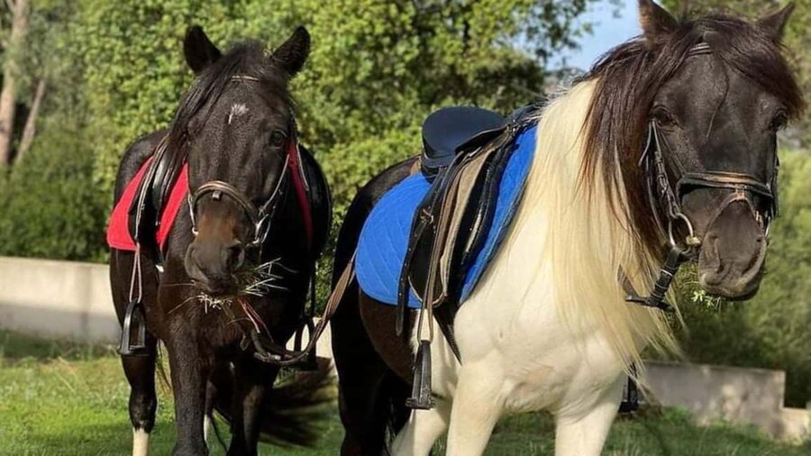 Cagliari: panoramic horseback riding - Who should skip this ride
