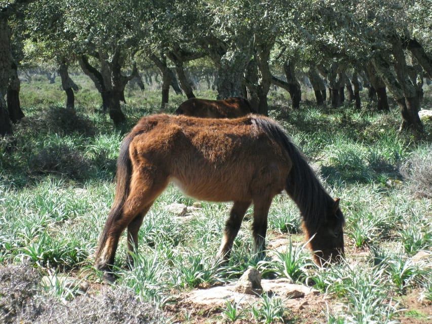 Cagliari: Su Nuraxi Barumini Unesco & Giara Horses 4h Tour - A Small Van Makes the Four Hours Easier