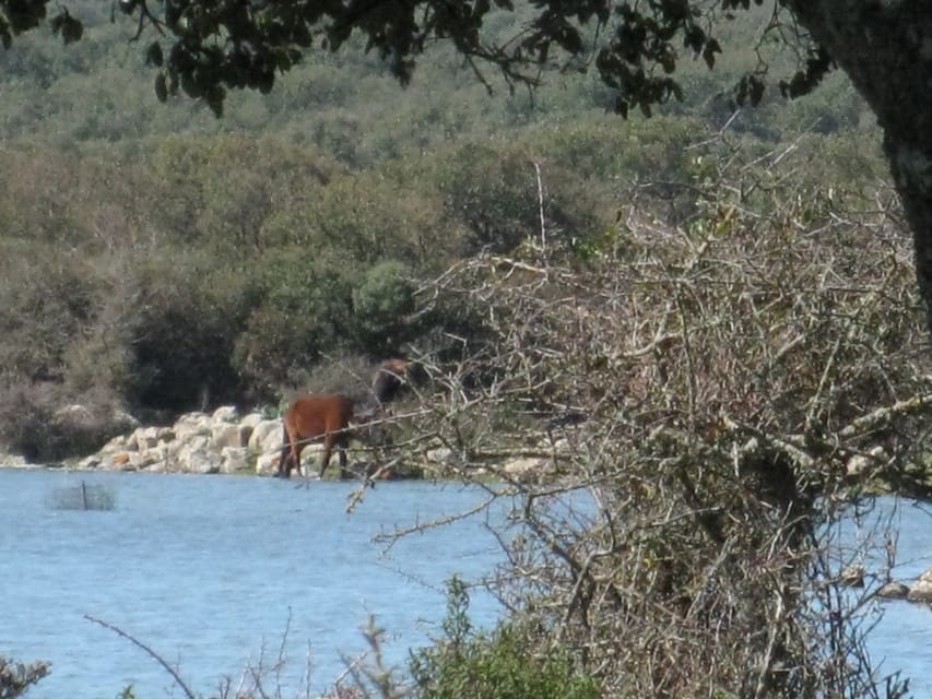 Cagliari: Su Nuraxi Barumini Unesco & Giara Horses 4h Tour - Is $106 a Fair Price?
