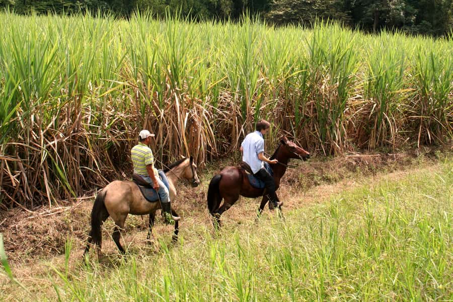 Cali: Horseback Riding - Two hours on the trail