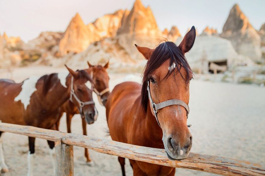 Cappadocia: Horse Riding w/Sunrise & Sunset Option - What the route feels like for beginners
