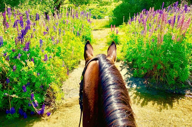 Cardrona High Country Pub Trail Horse Trek (Intermediate level+) - Crossing the river to the Cardrona Hotel