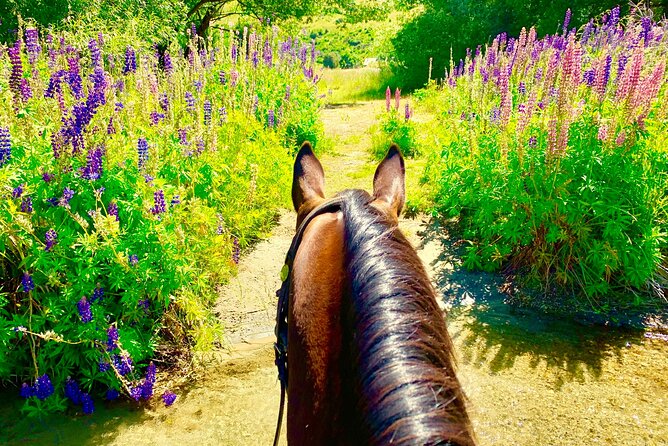 Cardrona High Country Pub Trail Horse Trek (Intermediate level+) - The return ride along the river