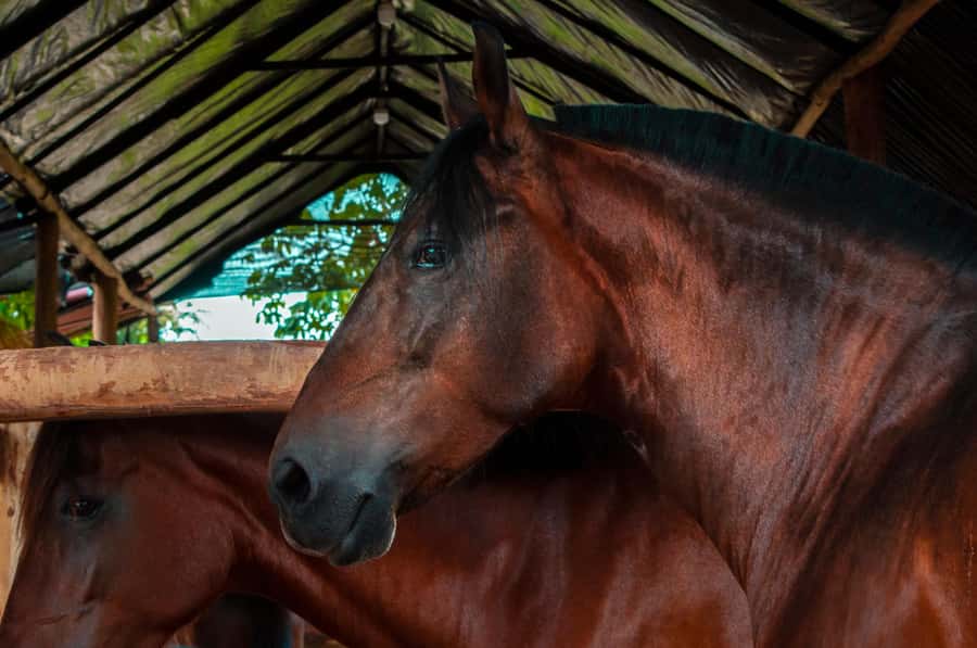 Cartagena: Beach Horse Ride and Colombian Equestrian Culture - Is $186 a Fair Price?