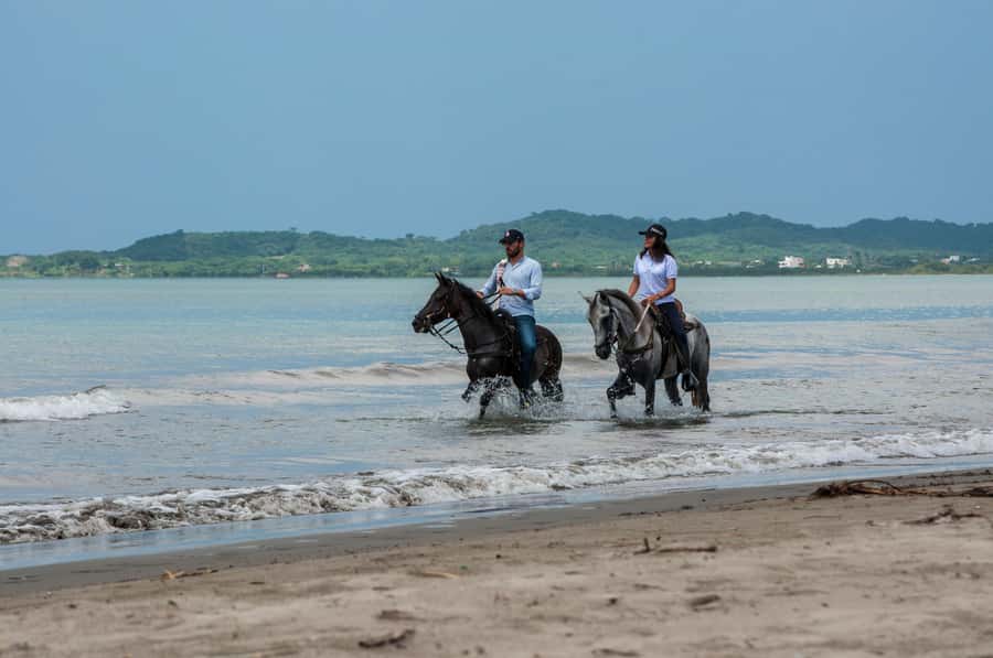 Cartagena: Beach Horse Ride and Colombian Equestrian Culture - Choosing a Horse for Your Riding Level