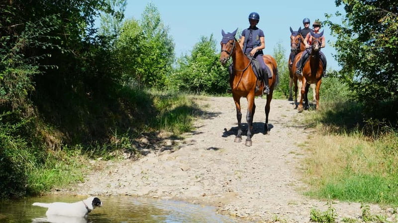 Chianti: Horseback Riding Through Vineyards and Woods - A Quiet Way to See Chianti on Horseback