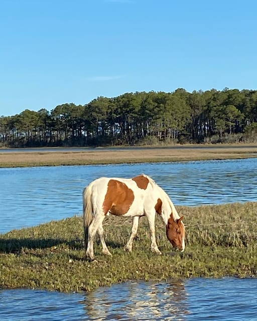 Chincoteague: Premier Pony & Wildlife Small Group Boat Tour - Who should book this Chincoteague boat tour?