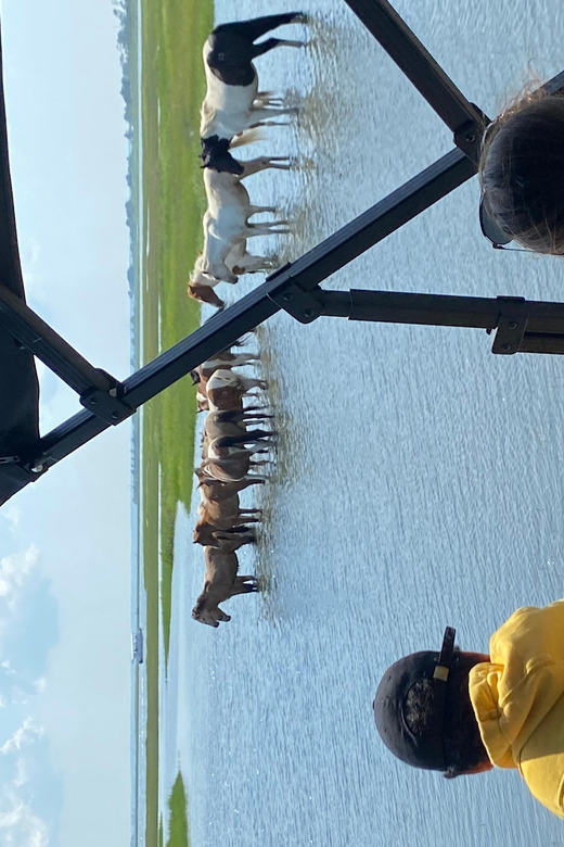Chincoteague: Premier Pony & Wildlife Small Group Boat Tour - Why this pony tour feels different from a standard boat ride