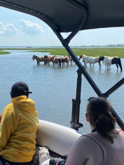 Chincoteague: Premier Pony & Wildlife Small Group Boat Tour