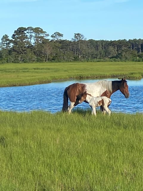 Chincoteague: Premier Pony & Wildlife Small Group Boat Tour - Close views of ponies, with the right expectations
