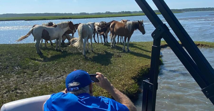 Chincoteague: Premier Pony & Wildlife Small Group Boat Tour - Dolphins, eagles, and the bonus wildlife