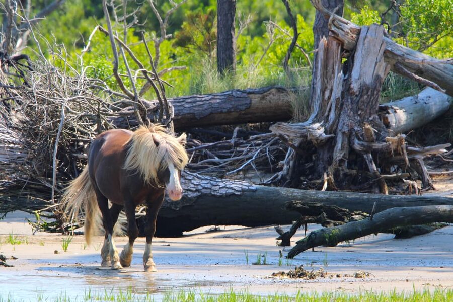 Chincoteague: Premier Pony & Wildlife Small Group Boat Tour - Is $75 per person a good value?