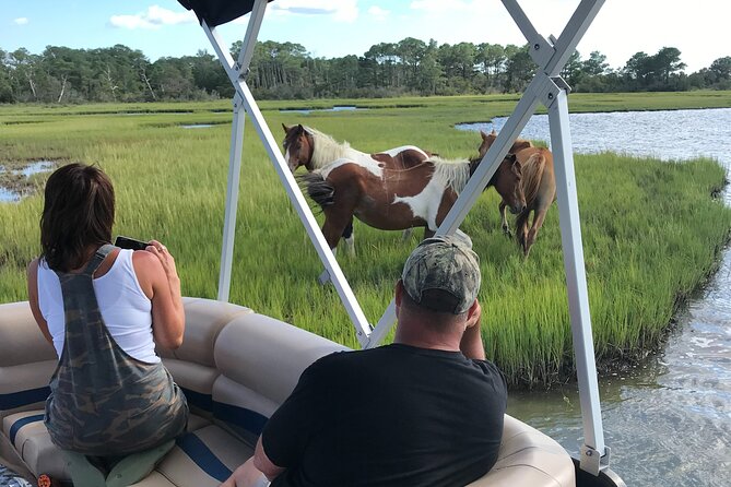 Chincoteague's Up The Bay Pony and Wildlife Tour by Boat - Key points to know before booking