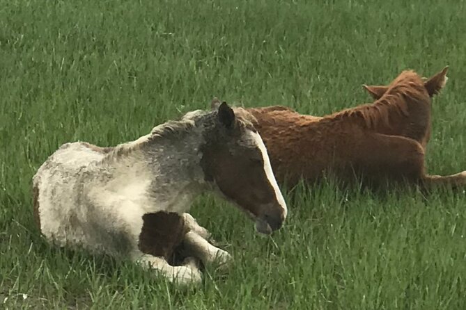 Chincoteague's Up The Bay Pony and Wildlife Tour by Boat - Why the captain makes such a difference