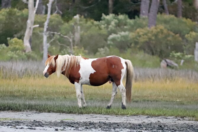 Chincoteague's Up The Bay Pony and Wildlife Tour by Boat - The best time to see ponies